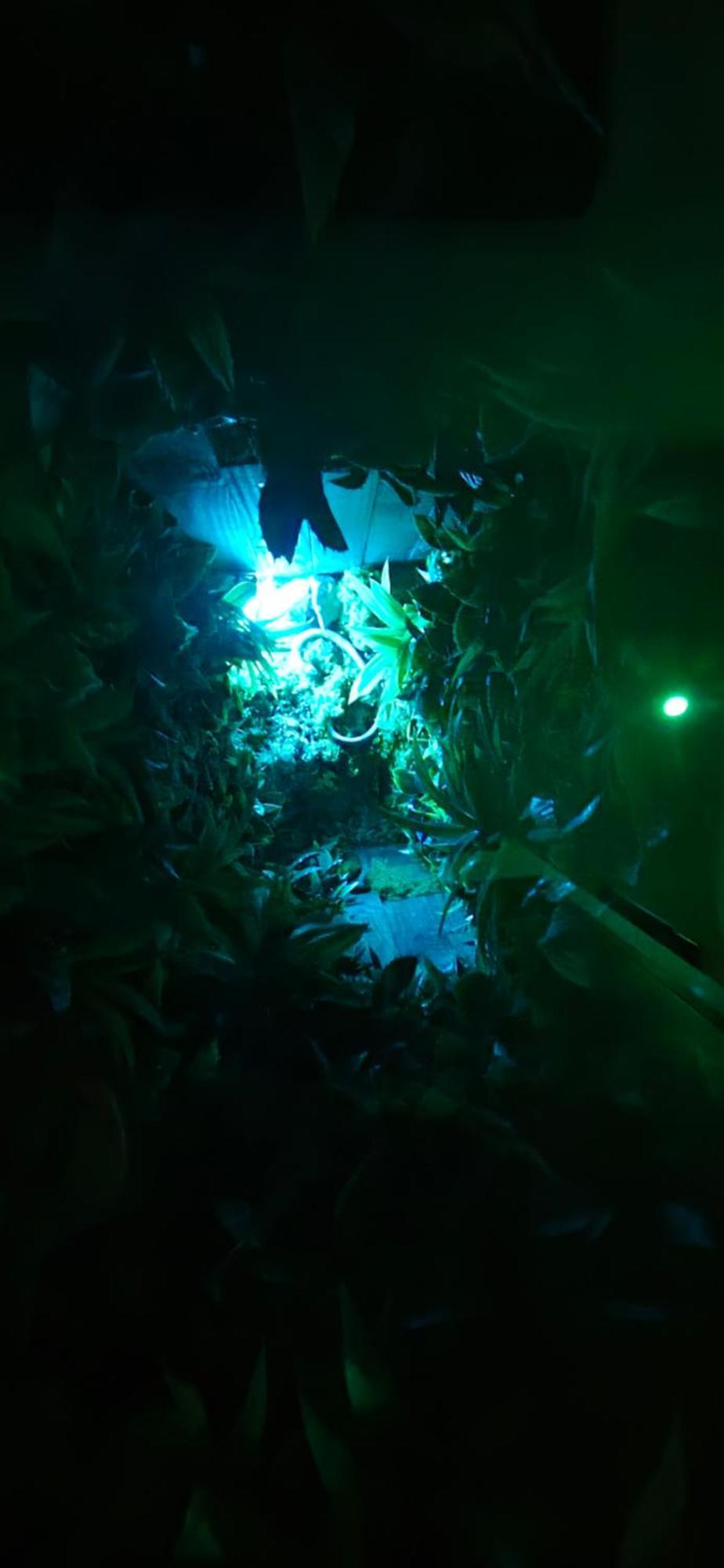 La Jungle Room Rognac Bagian luar foto